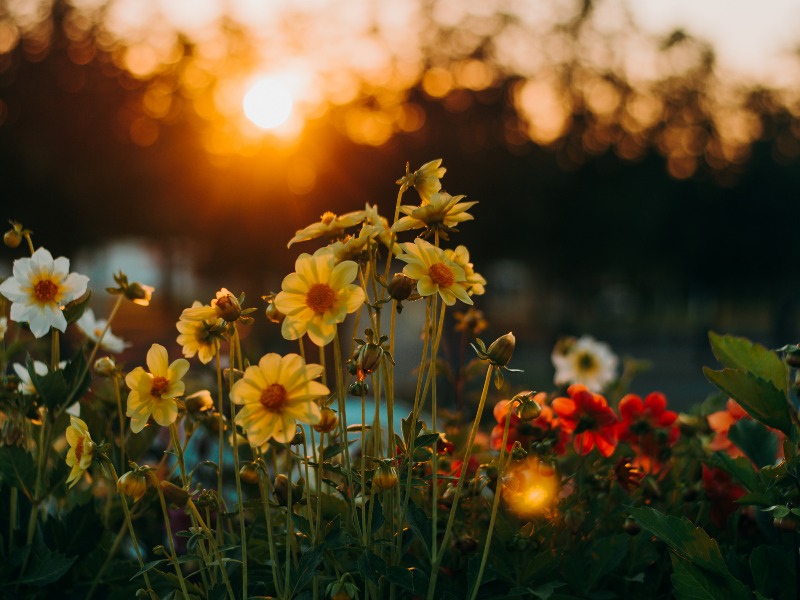 Devocional – Flores vivas
